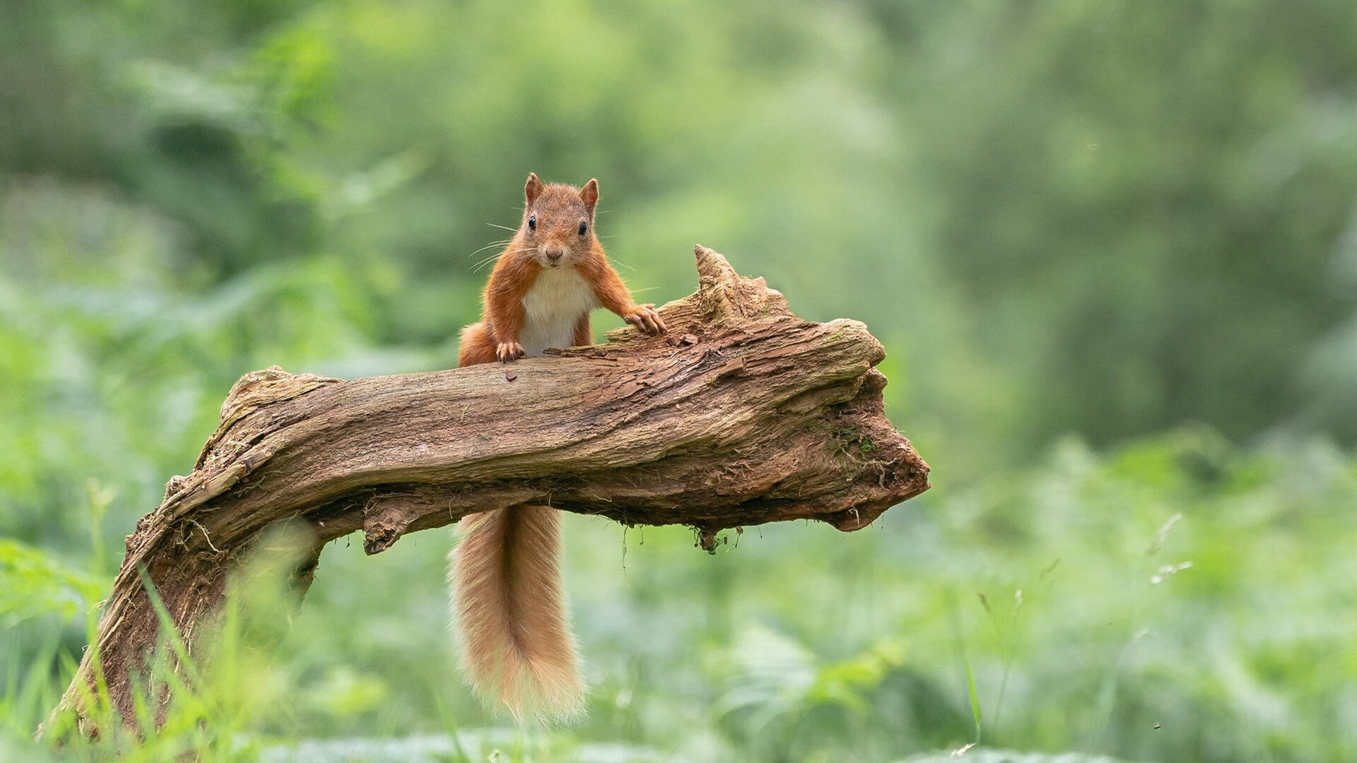 开云官网首页-Dota 2 选手退役引发粉丝讨论，dota2sccc退役