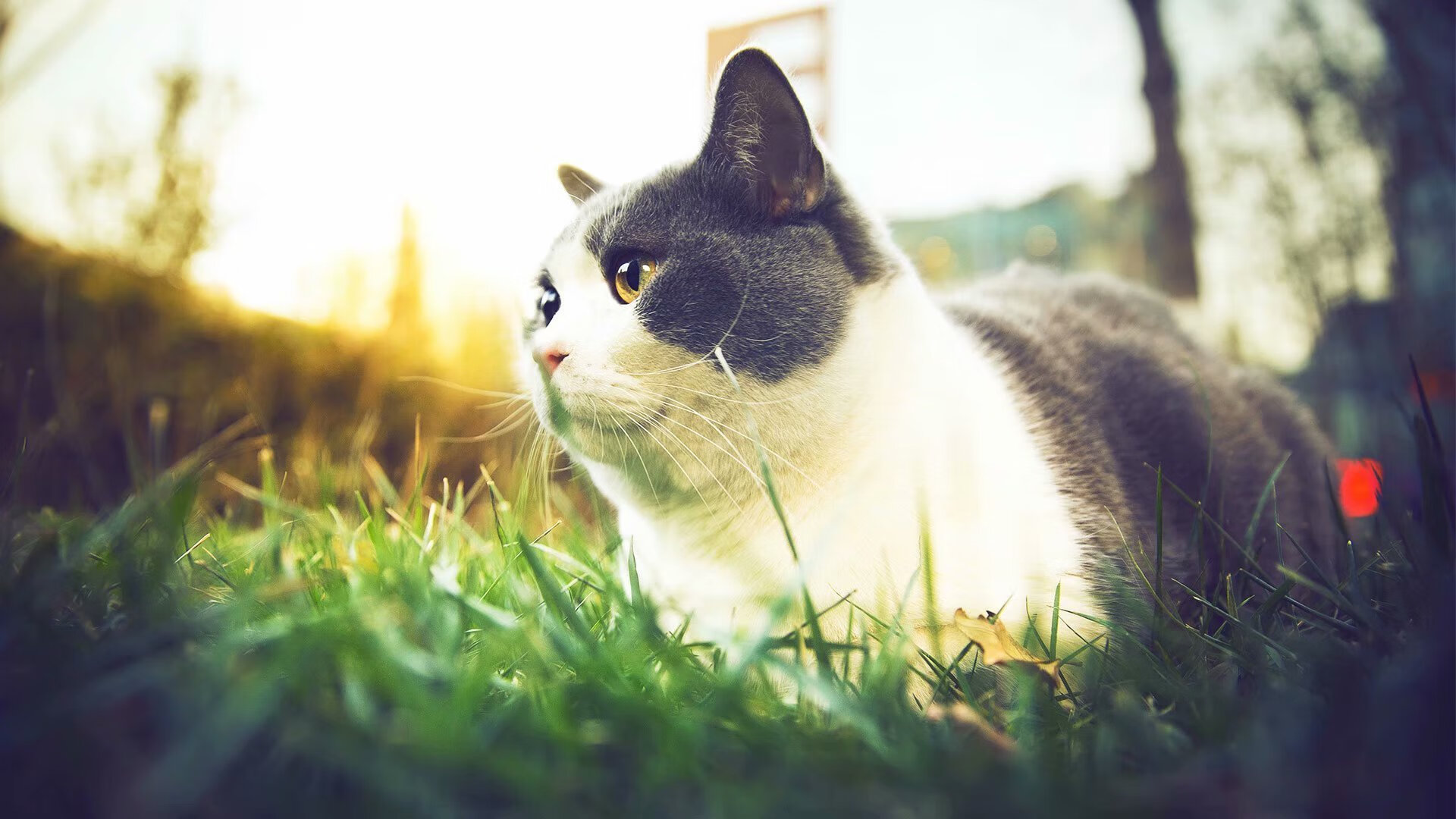 KAIYUNAPP-NBA常规赛竞争激烈，季后赛门票争夺白热化，nba季后赛在常规赛结束后多久开始