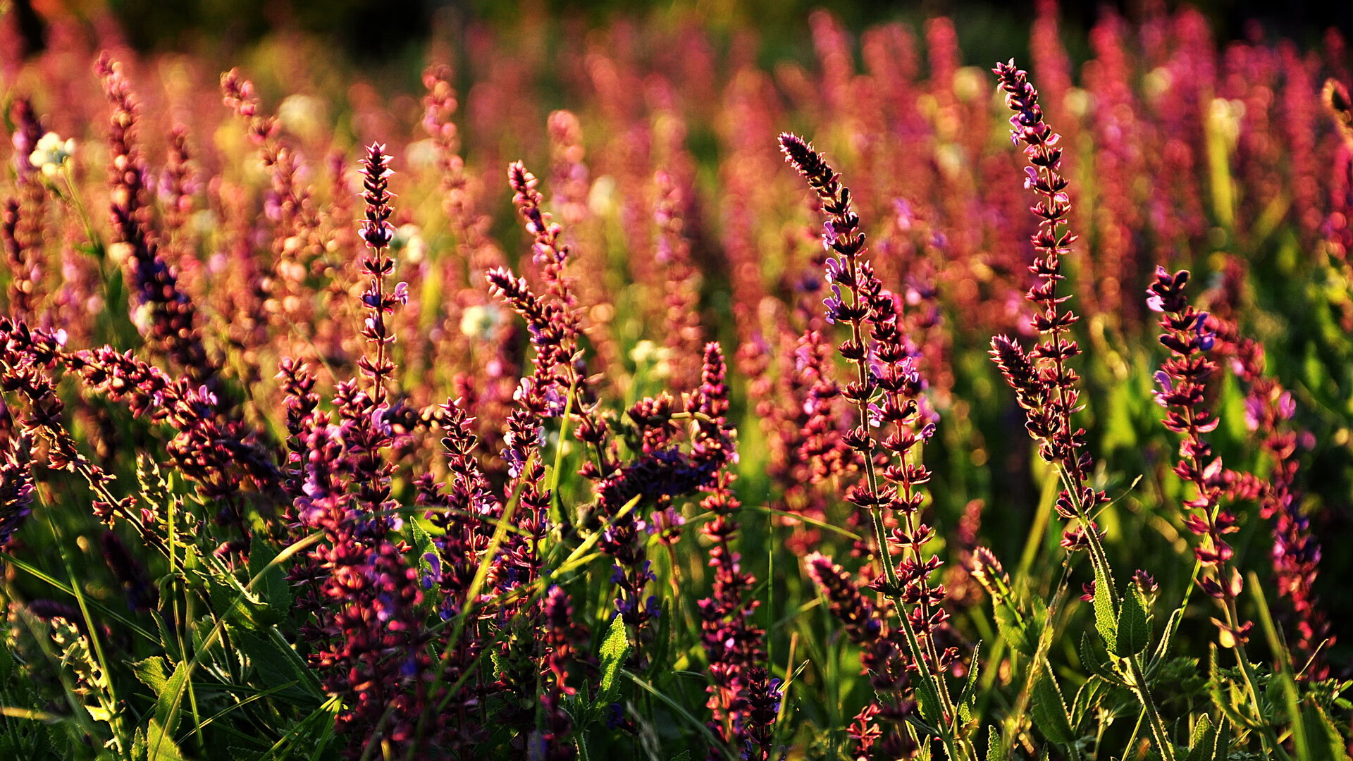 开云APP-_美国网球公开赛：顶尖高手迎来年度巅峰对决_，美国网球公开赛官方网站