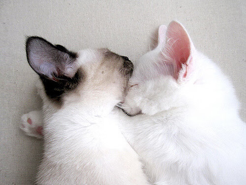 开云体育APP下载-_魅力街头：城中最热网球PK赛引爆市民热情_，网球氛围比较好的城市