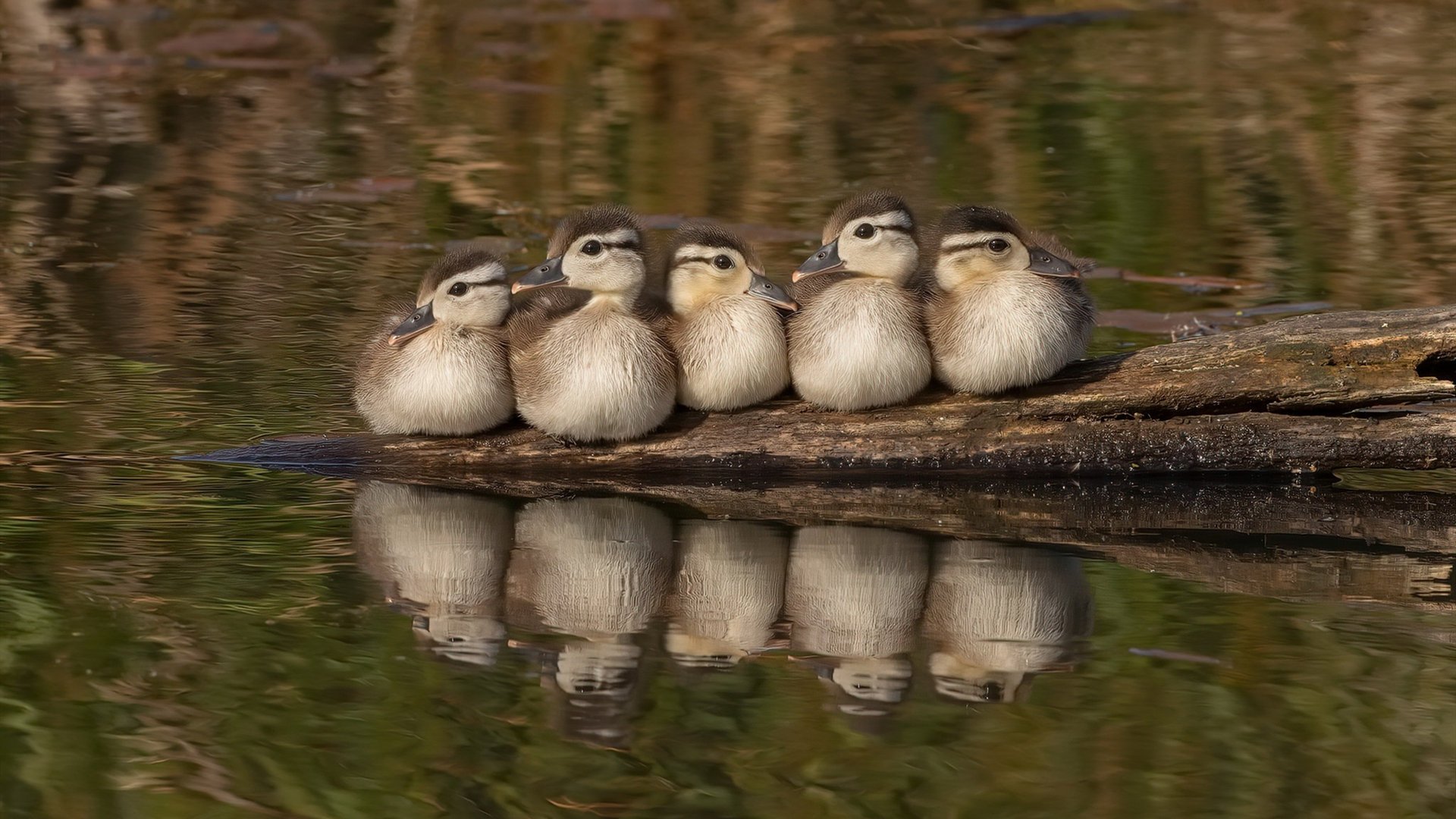 开云官网-“意甲追分战：冠军争夺战进入冲刺期”，意甲赛程追c77点tv
