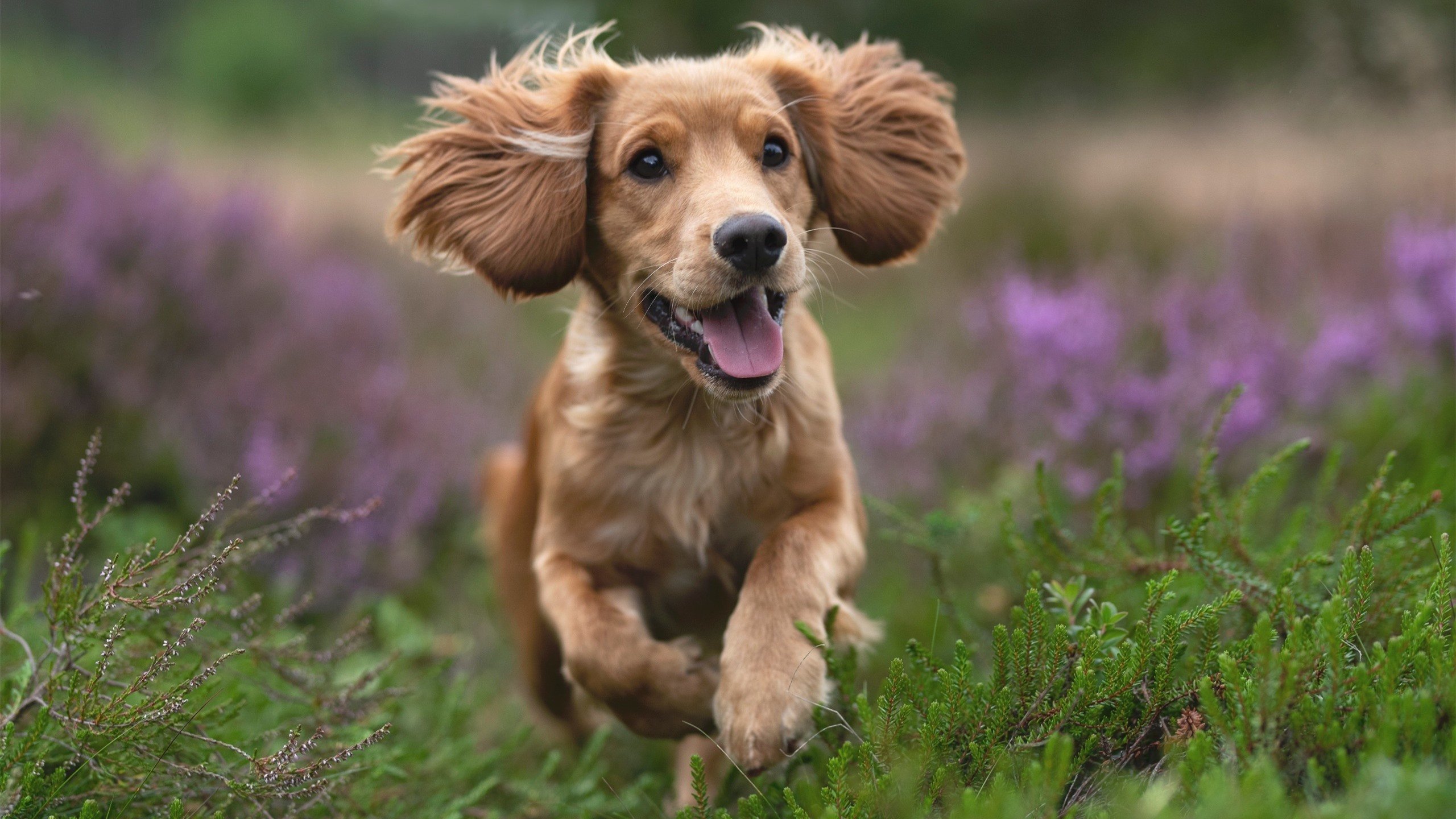 开云官方网站-“青训教练员国产化，培育本土专业教练队伍”，青训球员的定义