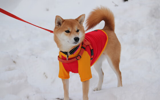 “追梦青春”青少年篮球公益跑在郑州精彩落幕，caau全国青少年业余篮球联赛2021郑州