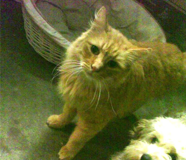 开云中国大陆-《新规则新挑战：电竞赛事规则改变带来的影响》，电竞规范