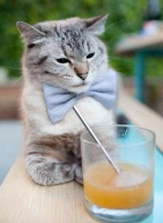 开云体育APP下载-意大利骑手吉尔·托马斯在2024年国际马术联合会障碍赛世界巡回赛中获得个人第六名，表现出色。