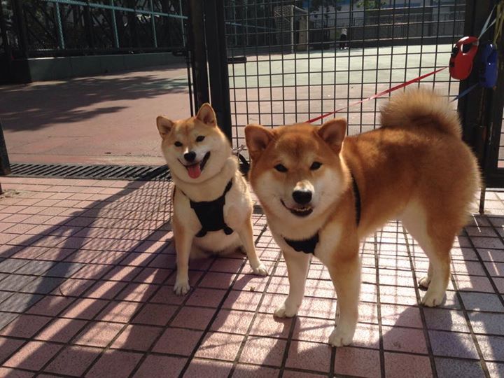 开云官网首页-逆转大战：哪些球队成功实现逆袭？，大逆转 dlc