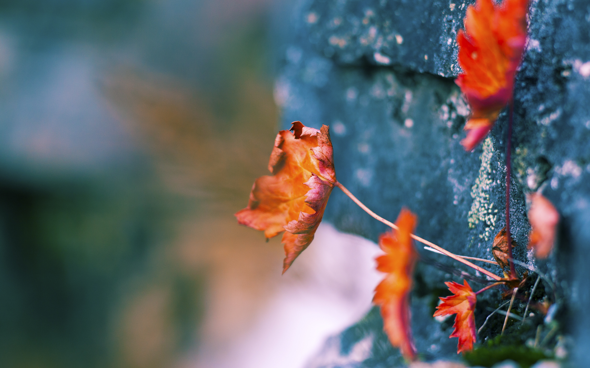 开云官网首页-青少年篮球青训基地昆明落成，为西南地区培养新人，昆明青少年篮球比赛