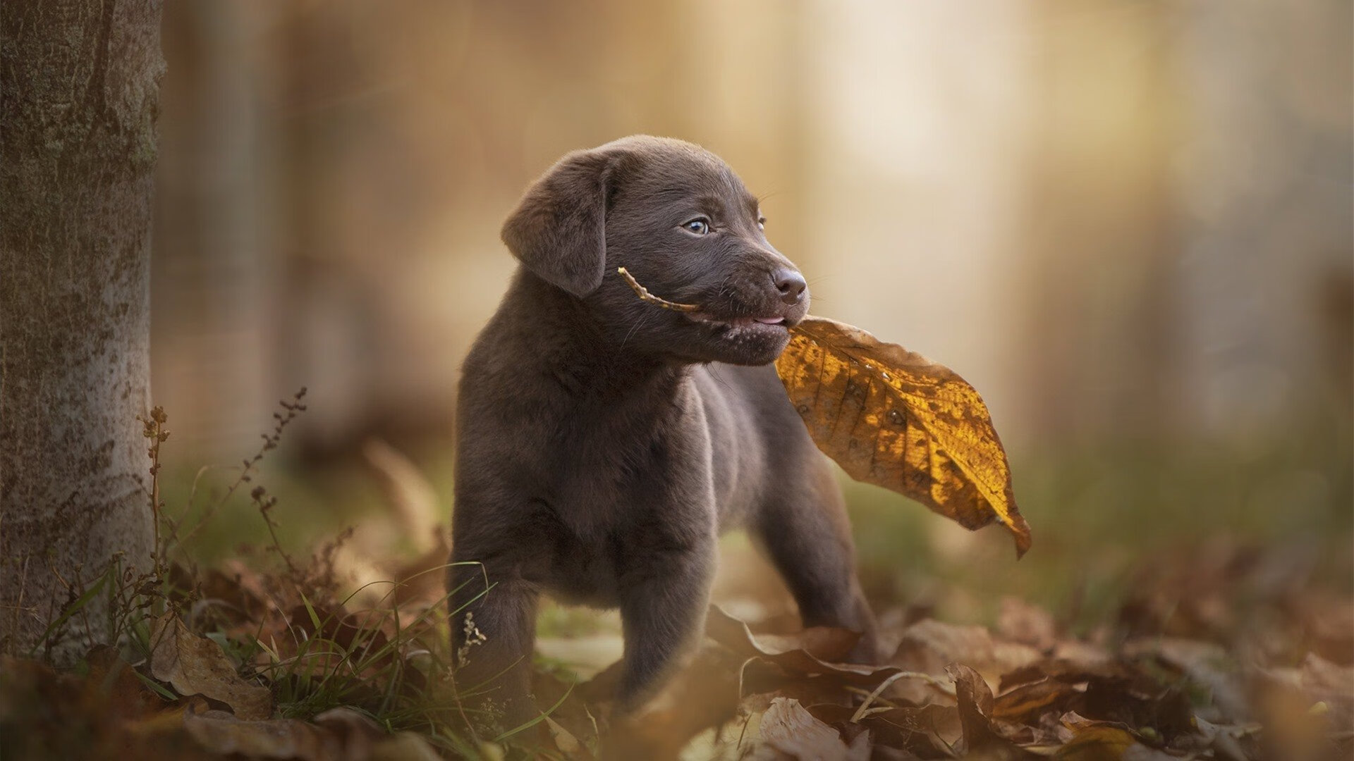 开云kaiyun-北京首钢客场击败福建，连胜达到七场，北京首钢客场击败福建,连胜达到七场