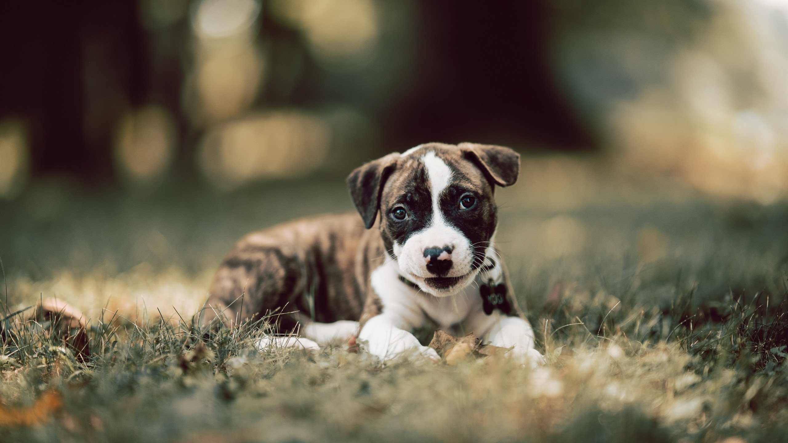 kaiyun.com-“世界游泳锦标赛游泳项目，哪些选手能脱颖而出？”