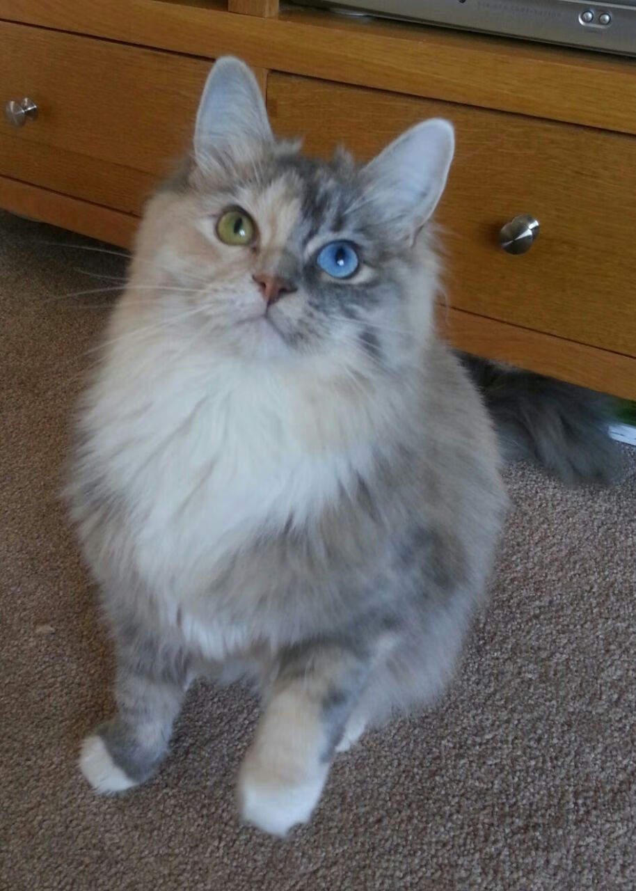 开云网页版-五大联赛五换人制度是否真正改善体能问题，五大联赛换人规则