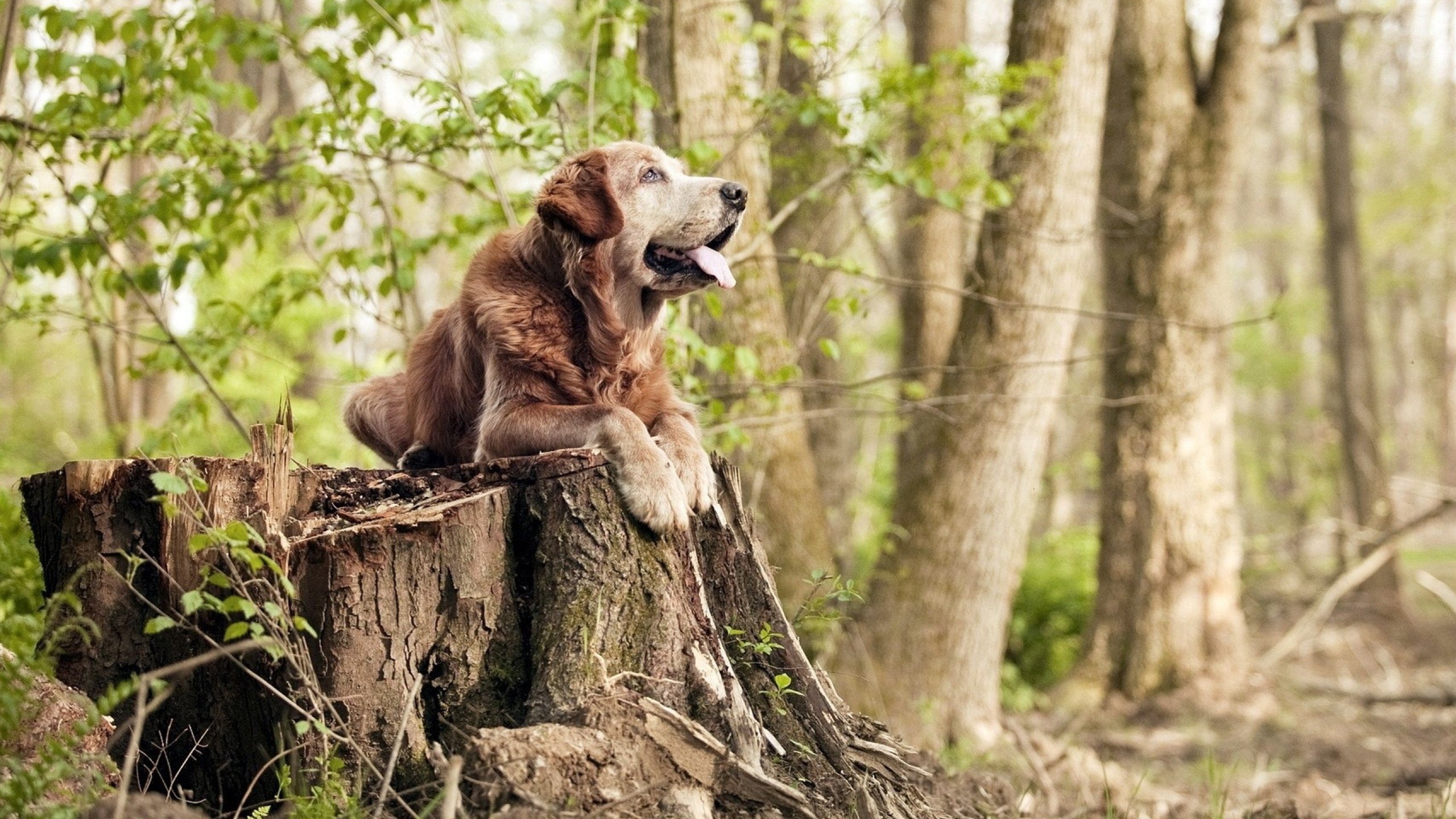 内线传球配合是否决定禁区得分效率,内线接球技巧
