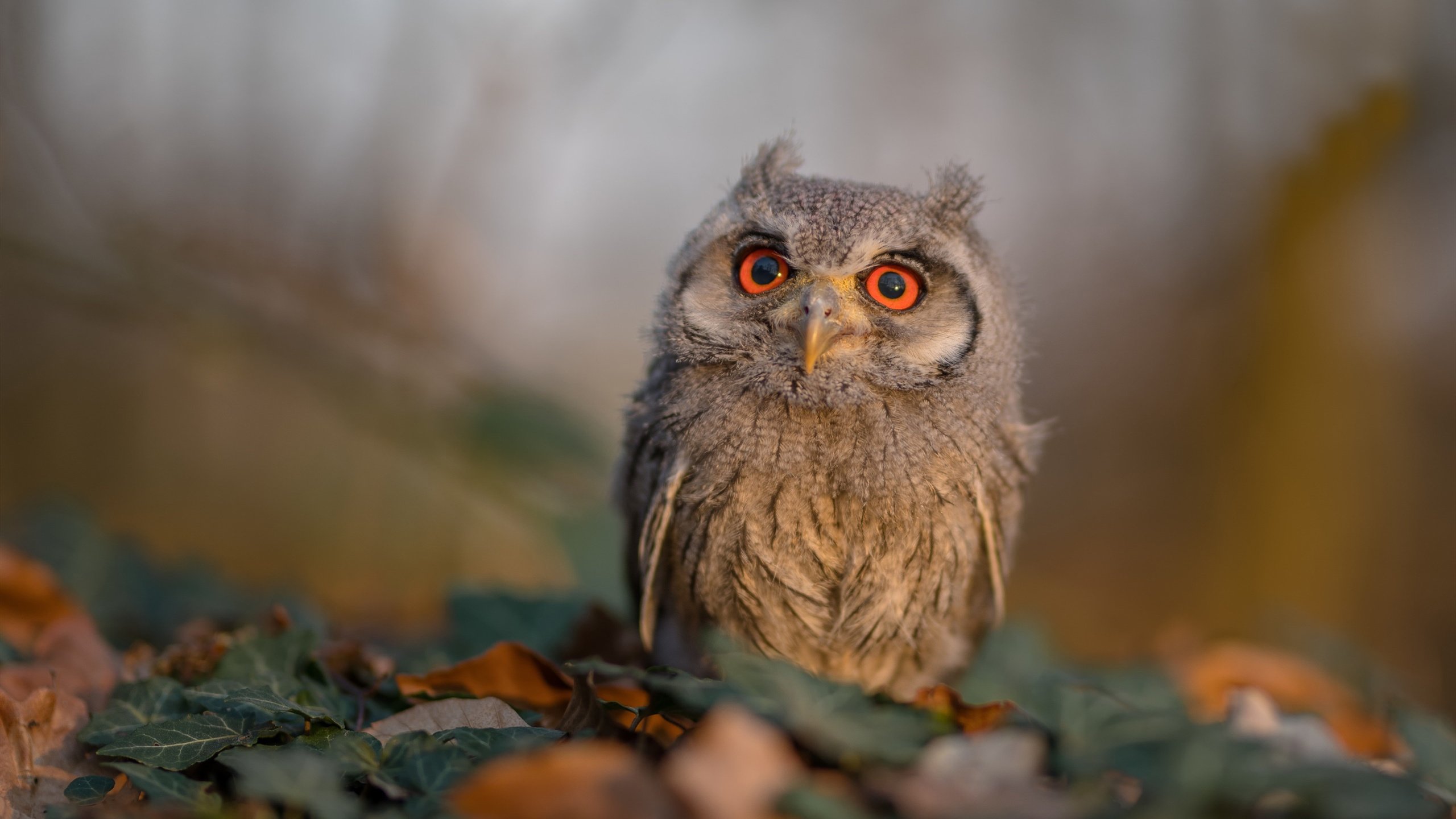 开云官方-塔图姆单场抢断五次带动防守反击，塔图姆单打集锦