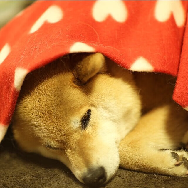 开云中国-校园足球设置多维考核模型实现技学双提升，校园足球评价体系