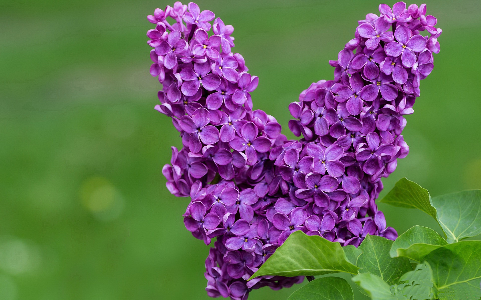 开云首页登录-足球纪录片聚焦中超黄金时代与崛起城市力量，足球类纪录片